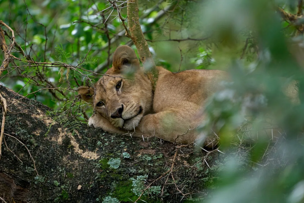 1 Day Lake Manyara National Park Safari from Arusha