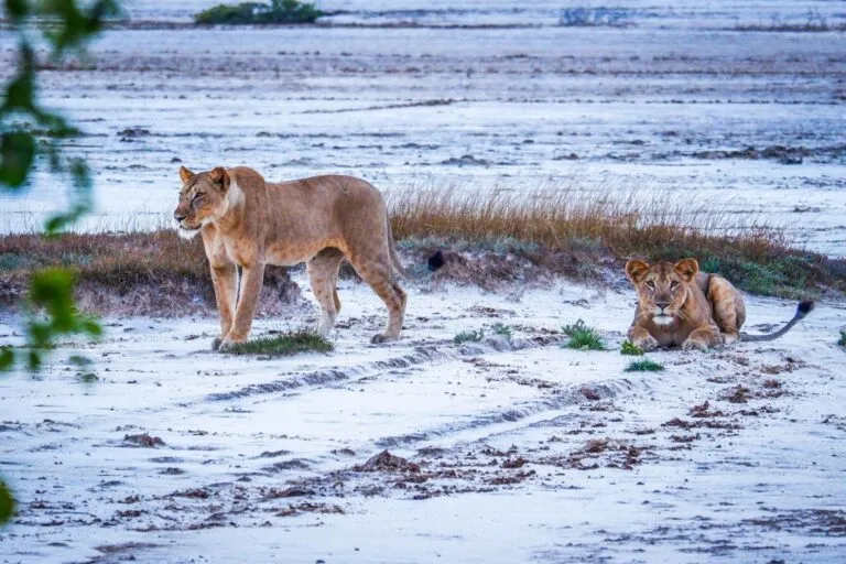 Dar es Salaam to Saadani National Park transfer