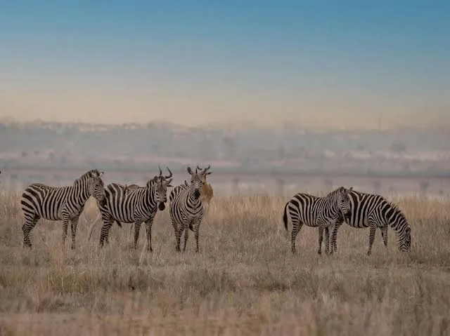 Morogoro to Nyerere National Park transfer